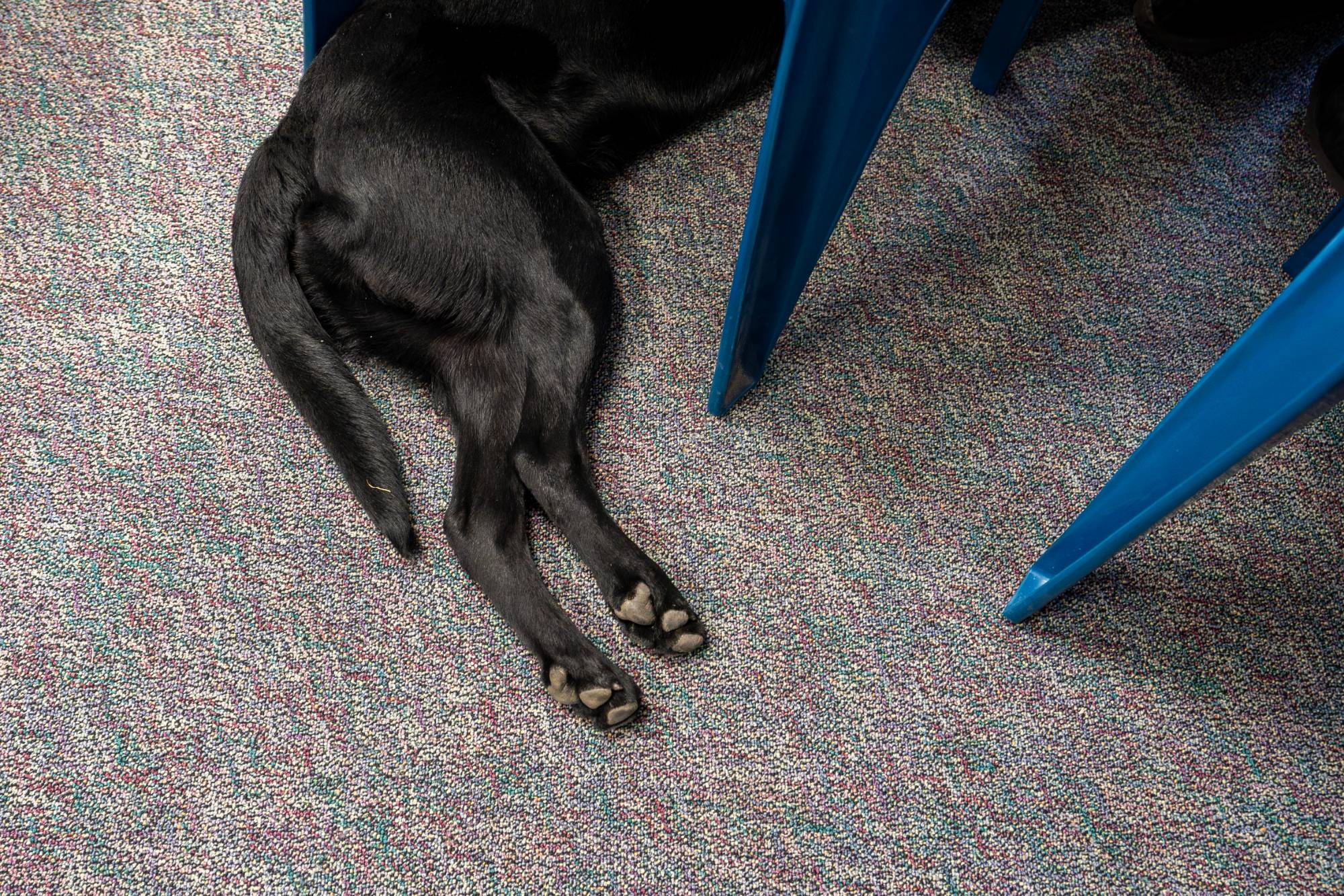 A leader-dog-in-training sleeping under a chair in the classroom